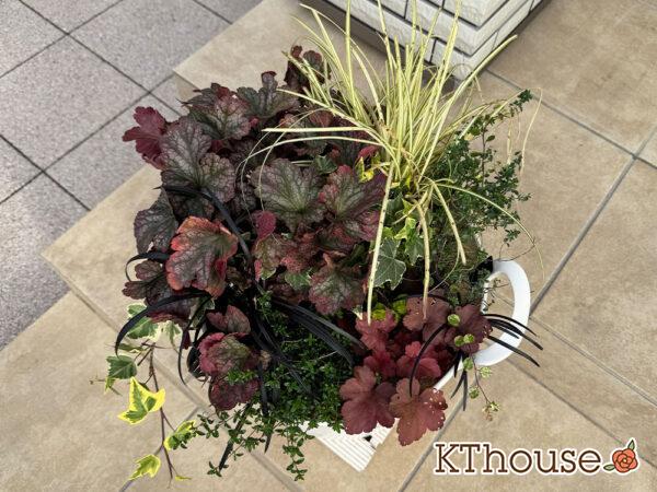 寄せ植え PWヒューケラ チェリーコンポート・ブラックベリータルト、レモンタイム、タイム ロンギカウリス、ベアーグラス、jardin ゴールデン ヘデラ、リシマキア オーレア、黒竜(コクリュウ) 2025/11/16