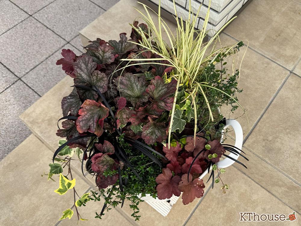 寄せ植え PWヒューケラ チェリーコンポート・ブラックベリータルト、レモンタイム、タイム ロンギカウリス、ベアーグラス、jardin ゴールデン ヘデラ、リシマキア オーレア、黒竜(コクリュウ) 2025/11/16