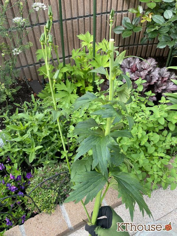 デルフィニウムF1オーロラ・ブルーインプ 2024/5/22