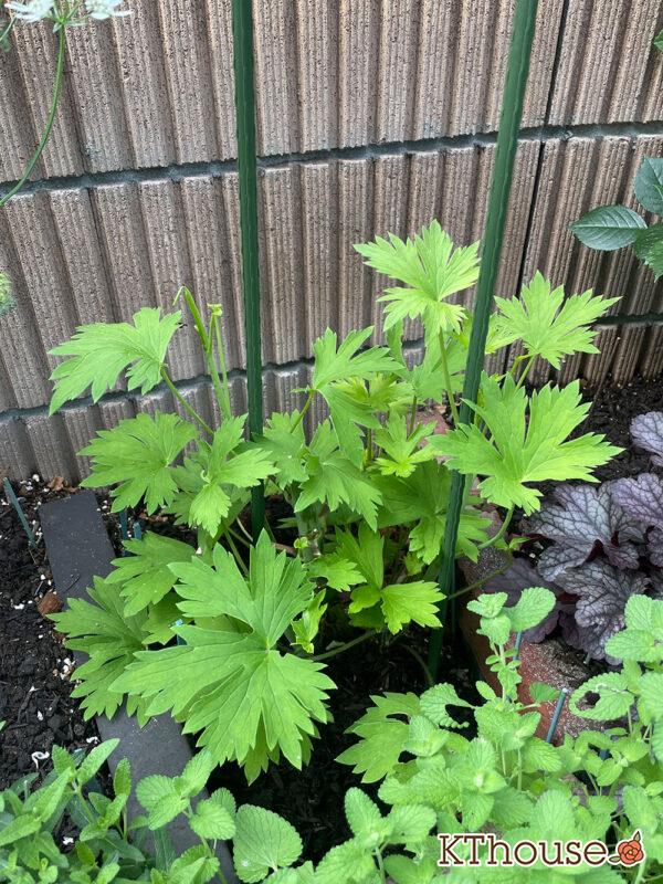 デルフィニウムF1オーロラ・ブルーインプ 2024/5/22