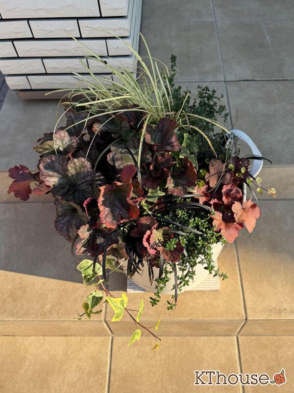 寄せ植え PWヒューケラ チェリーコンポート・ブラックベリータルト、レモンタイム、タイム ロンギカウリス、ベアーグラス、jardin ゴールデン ヘデラ、リシマキア オーレア、黒竜(コクリュウ) 2025/11/26