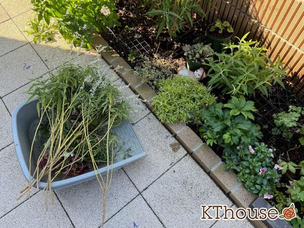 サルビア・レウカンサ フェアリーピンク Salvia leucantha fairy pink 2024/11/29