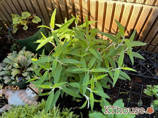 サルビア・レウカンサ フェアリーピンク Salvia leucantha fairy pink 2024/11/29