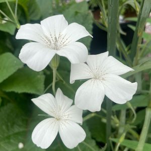 アグロステンマ オーシャンパール 2024/5/23