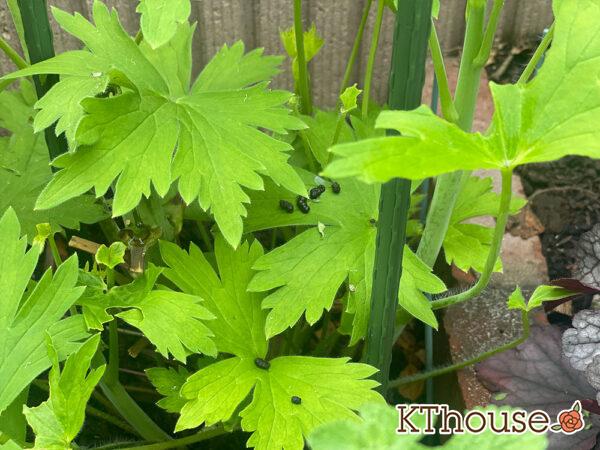 デルフィニウムF1オーロラ・ブルーインプ 2024/5/23