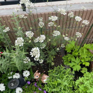 オルレア・オルラヤ(ホワイトレースフラワー)(Orlaya grandiflora 'Pieris White')2024/5/23