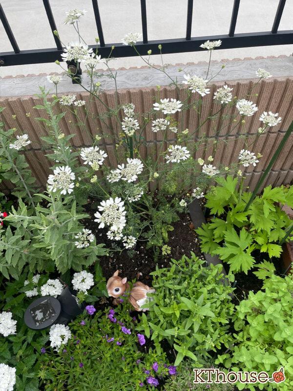 オルレア・オルラヤ（ホワイトレースフラワー）（Orlaya grandiflora 'Pieris White'）2024/5/23