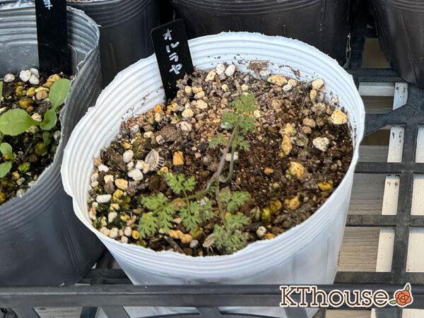 オルラヤ・オルレア(ホワイトレースフラワー)(Orlaya grandiflora)2024/12/1