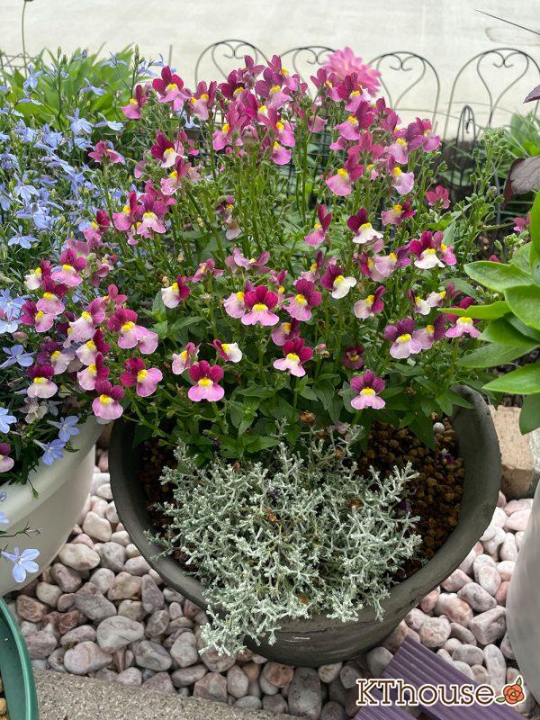 PWネメシア アロマンス バニラチェリー、カロケファルス シルバーブッシュ 2024/5/23