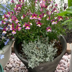 PWネメシア アロマンス バニラチェリー、カロケファルス シルバーブッシュ 2024/5/23