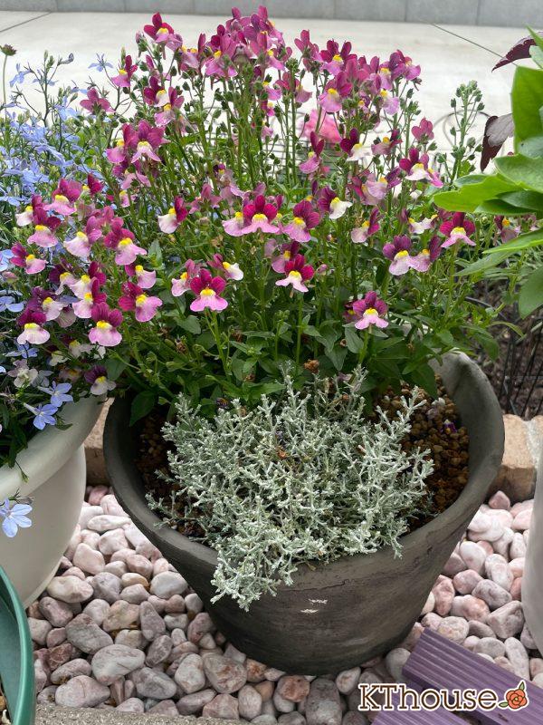 PWネメシア アロマンス バニラチェリー、カロケファルス シルバーブッシュ 2024/5/23