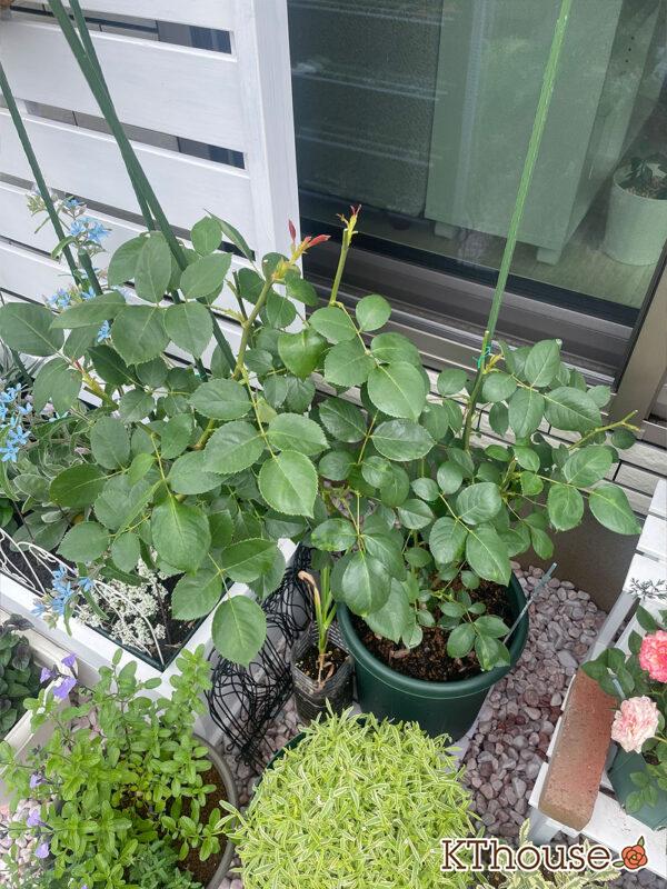 バラ・ブルームーン(rose blue moon) 2024/5/24