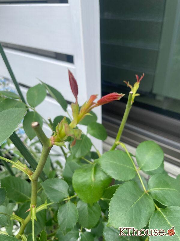 バラ・ブルームーン(rose blue moon) 2024/5/24