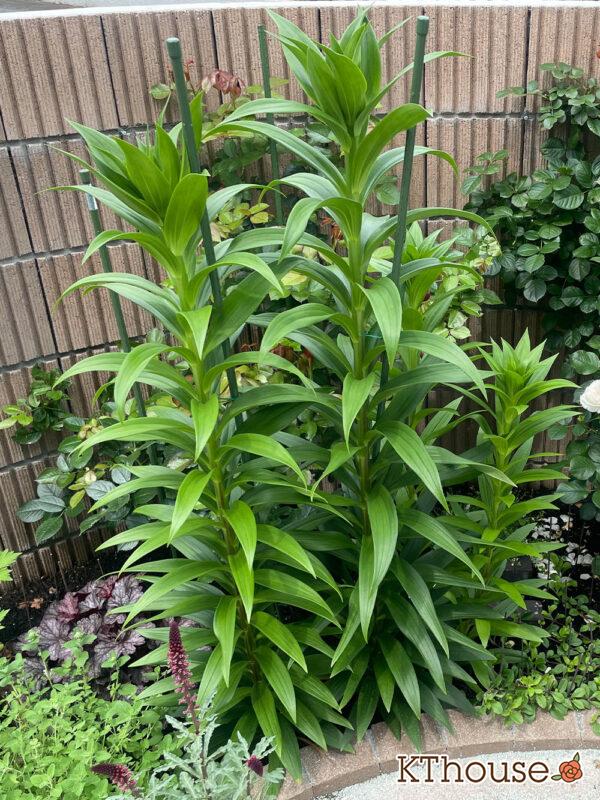 百合 ユリ 地植え 2024/5/24