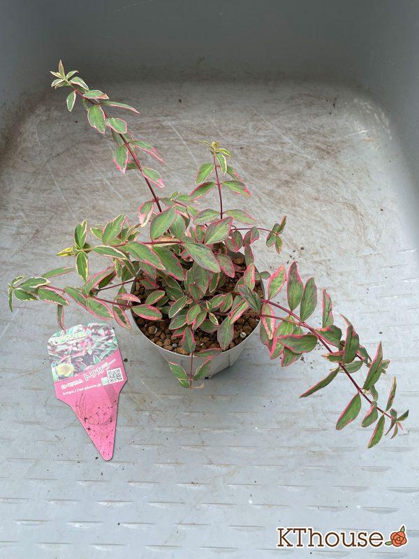 ヒペリカム トリカラー OZプランツ 2024/5/25