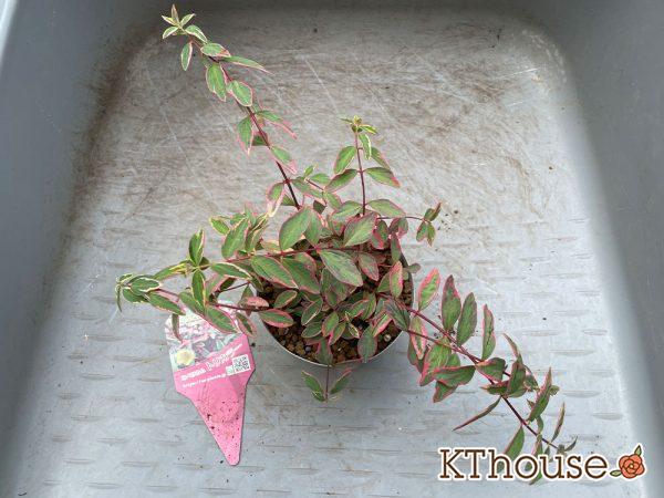 ヒペリカム トリカラー OZプランツ 2024/5/25