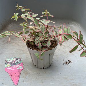 ヒペリカム トリカラー OZプランツ 2024/5/25