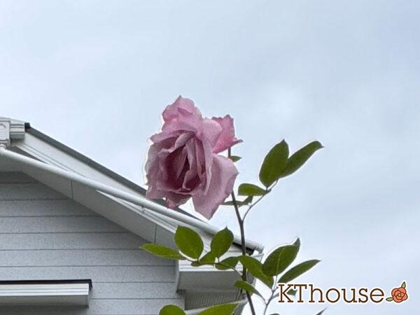 バラ・ブルームーン(rose blue moon) 2024/12/13