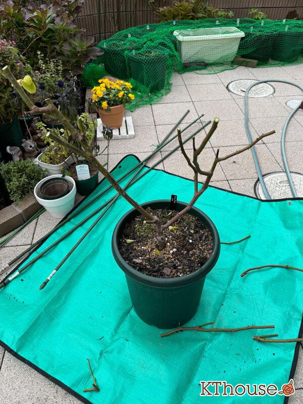 バラ・ブルームーン(rose blue moon) 2024/12/13