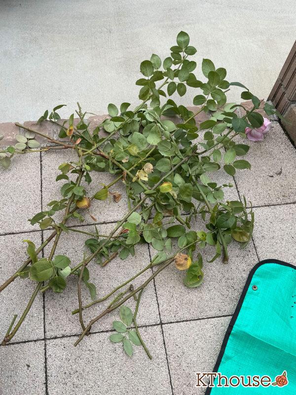 バラ・ブルームーン(rose blue moon) 2024/12/13