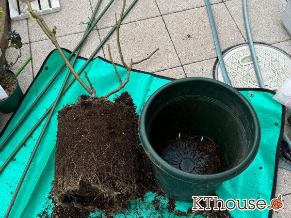 バラ・ブルームーン(rose blue moon) 2024/12/13