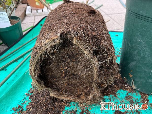 バラ・ブルームーン(rose blue moon) 2024/12/13