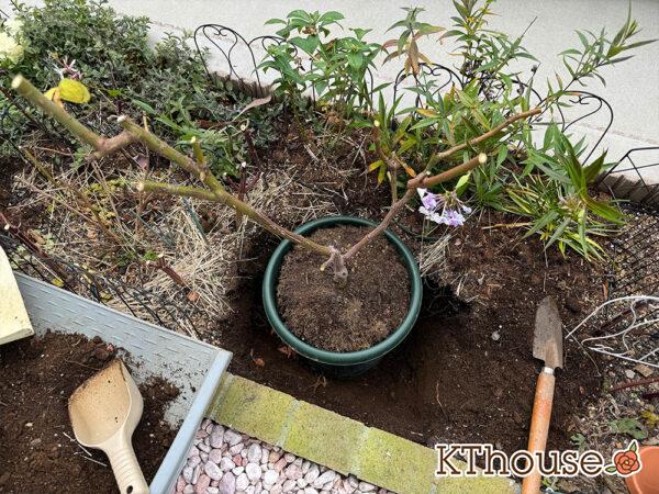 バラ・ブルームーン(rose blue moon) 2024/12/13