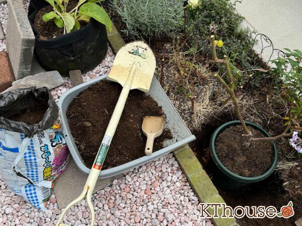 バラ・ブルームーン(rose blue moon) 2024/12/13