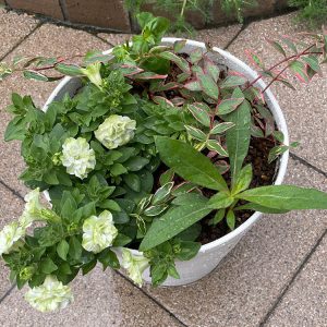 【寄せ植え】栄養系ペチュニア ホイップマカロン メロンクリーム・ヒペリカム トリカラー・スイートバジル・千日紅 フェアリーミックス 2024/5/25