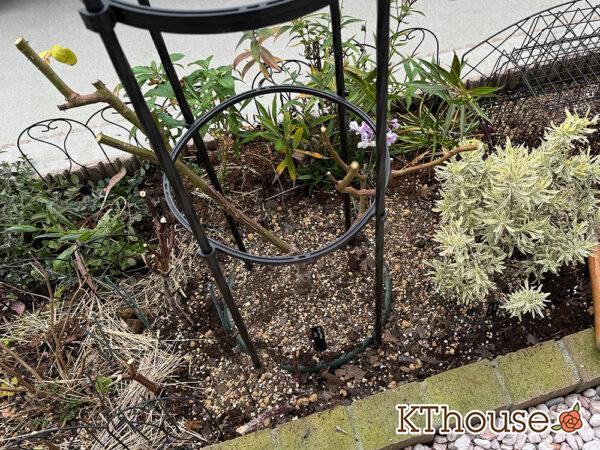 バラ・ブルームーン(rose blue moon) 2024/12/13