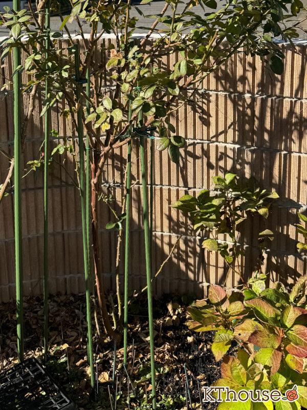 シュラブローズ・バラ「クリスティアーナ(christiana)」2024/12/15