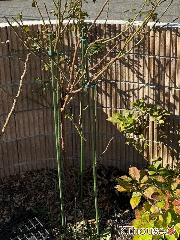 シュラブローズ・バラ「クリスティアーナ(christiana)」2024/12/15