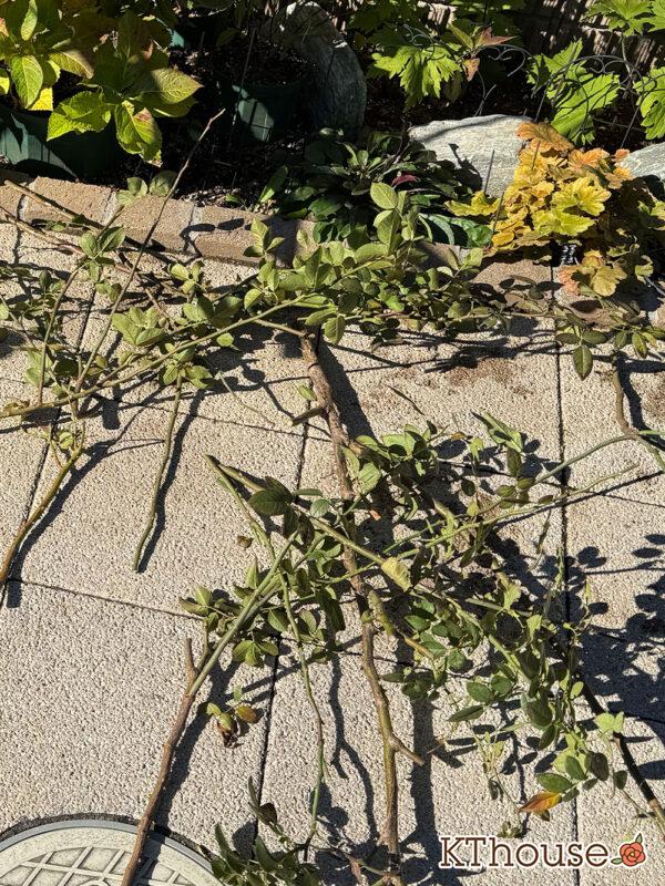 シュラブローズ・バラ「クリスティアーナ(christiana)」2024/12/15