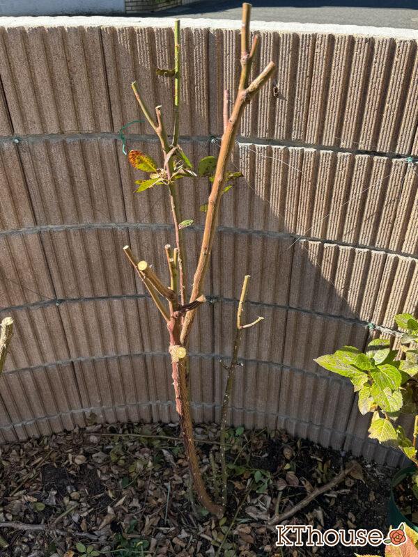 シュラブローズ・バラ「クリスティアーナ(christiana)」2024/12/15