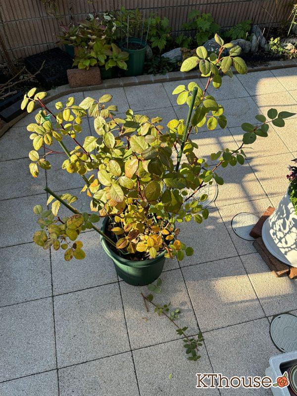 イングリッシュローズ・シュラブバラ ジュード・ジ・オブスキュア(David Austin Jude the obscure) 2024/12/16