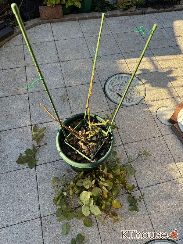 イングリッシュローズ・シュラブバラ ジュード・ジ・オブスキュア(David Austin Jude the obscure) 2024/12/16