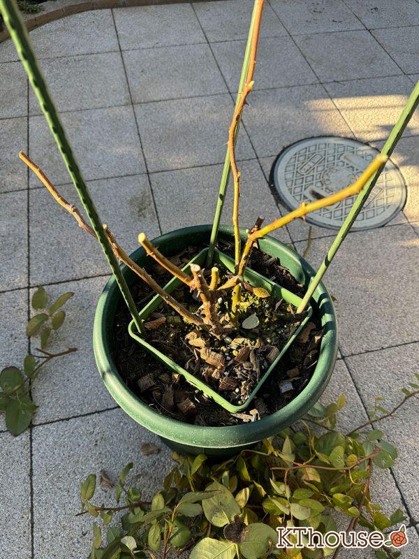 イングリッシュローズ・シュラブバラ ジュード・ジ・オブスキュア(David Austin Jude the obscure) 2024/12/16