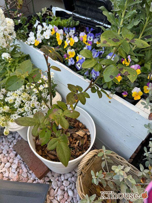 切りバラ挿し木苗 2024/12/16