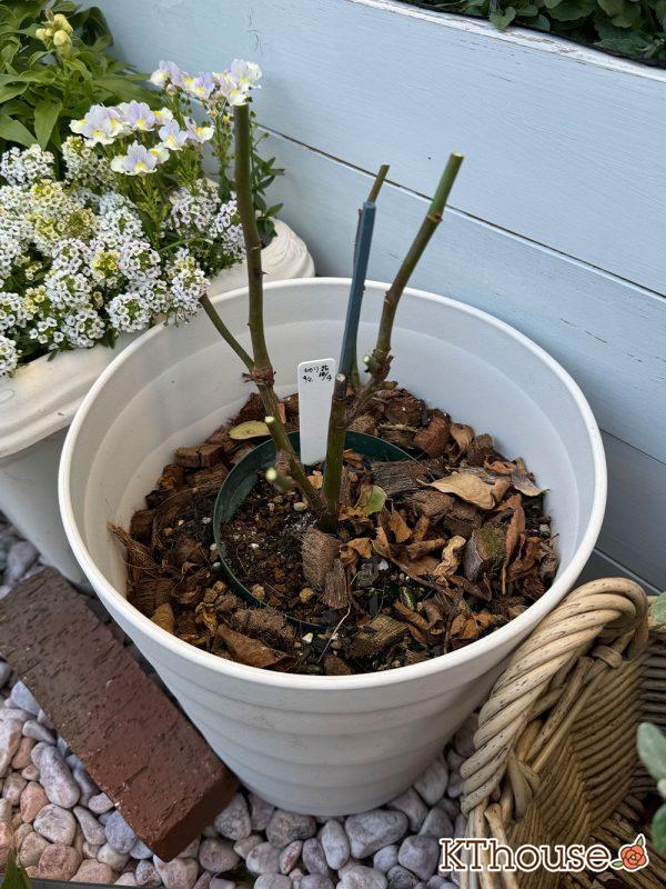 切りバラ挿し木苗 2024/12/16