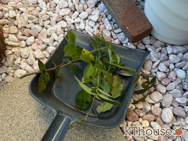 切りバラ挿し木苗 2024/12/16