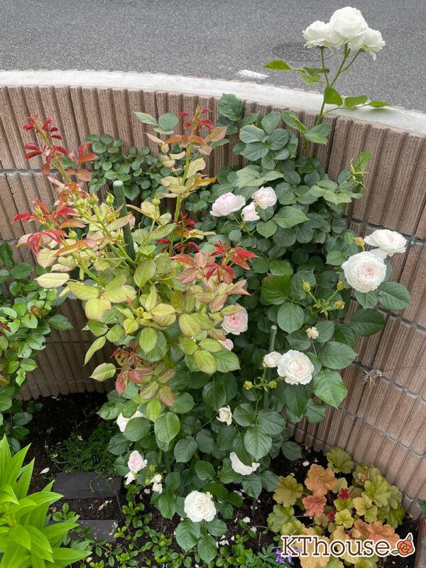 シュラブローズ・バラ「クリスティアーナ(christiana)」2024/5/25