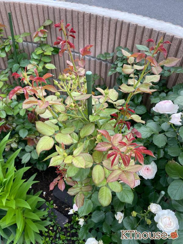 シュラブローズ・バラ「クリスティアーナ(christiana)」2024/5/25