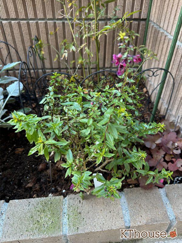 アンゲロニア スリッド鉢→地植え ピンク 2024/12/18