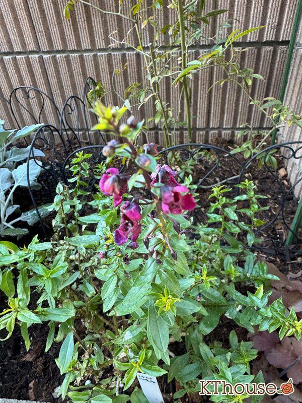 アンゲロニア スリッド鉢→地植え ピンク 2024/12/18