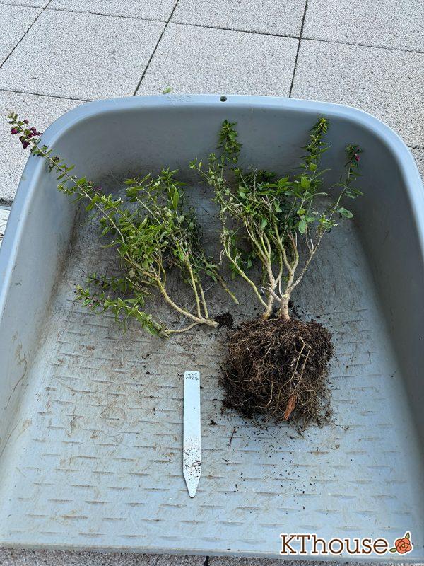 アンゲロニア スリッド鉢→地植え ピンク 2024/12/18