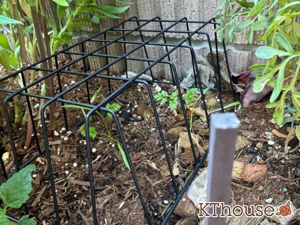 オルラヤ・オルレア(ホワイトレースフラワー)(Orlaya grandiflora)2024/12/18