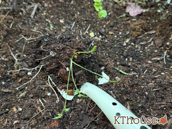 オルラヤ・オルレア(ホワイトレースフラワー)(Orlaya grandiflora)2024/12/18