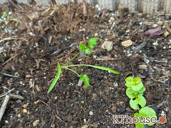 オルラヤ・オルレア(ホワイトレースフラワー)(Orlaya grandiflora)2024/12/18