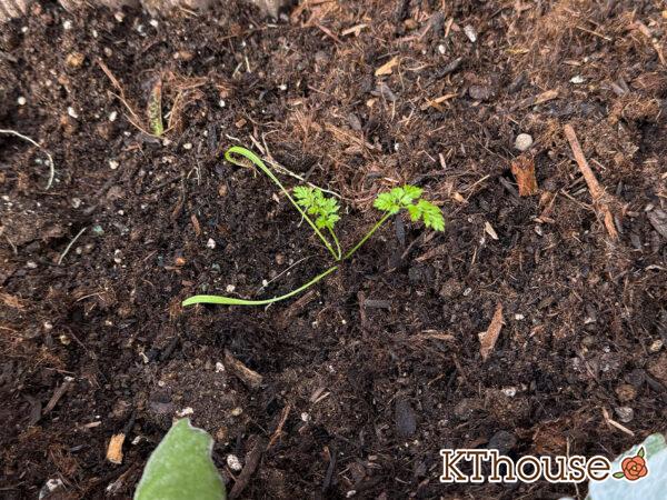 オルラヤ・オルレア(ホワイトレースフラワー)(Orlaya grandiflora)2024/12/18