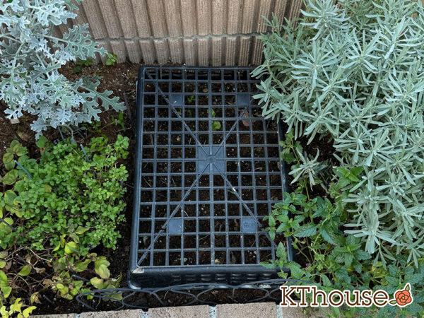 オルラヤ・オルレア(ホワイトレースフラワー)(Orlaya grandiflora)2024/12/18